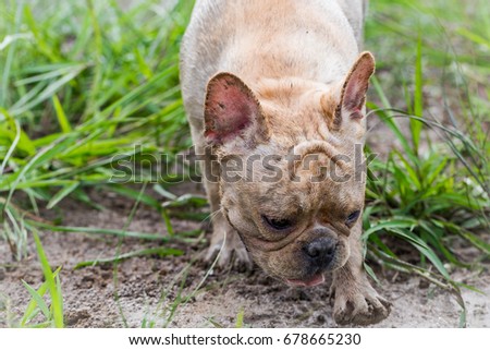 Dirty french bulldog is running in the green grass field