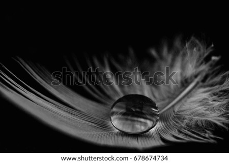 A water drop on top of a bird feather converted to black and white