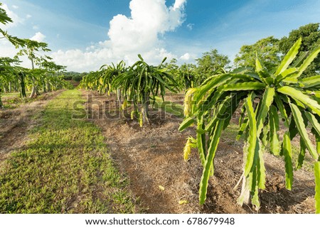 dragon fruit filed in thailand,agribusiness concept