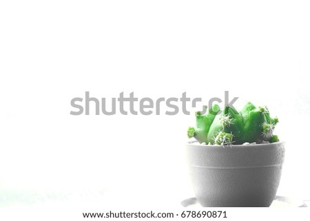Cactus in pot on white background that picture converted to black and white tone and still green color and copy space