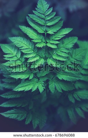 fern leaf - natural background natural full screen