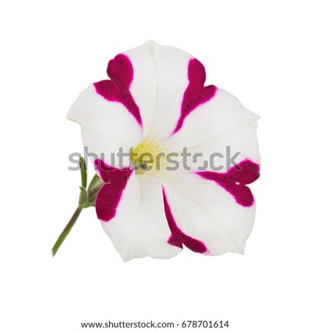 Bright Pink and White Petunia Flower Isolated on White Background