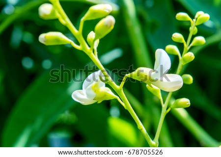 Sophora japonica tree. tree leaves. Acacia. Sophora japonica flowers. Blurred Background of green leaves. Royalty-Free Stock Photo #678705526