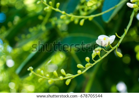 Sophora japonica tree. tree leaves. Acacia. Sophora japonica flowers. Blurred Background of green leaves. Royalty-Free Stock Photo #678705544