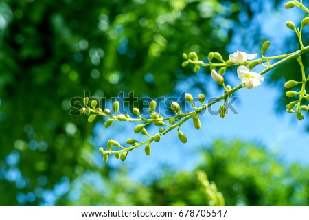 Sophora japonica tree. tree leaves. Acacia. Sophora japonica flowers. Blurred Background of green leaves. Royalty-Free Stock Photo #678705547