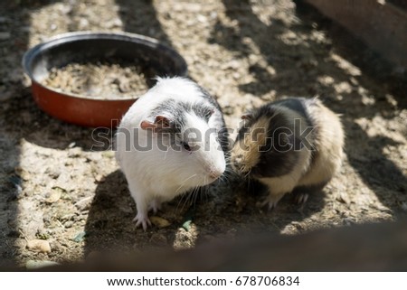 Guinea pigs. Slovakia