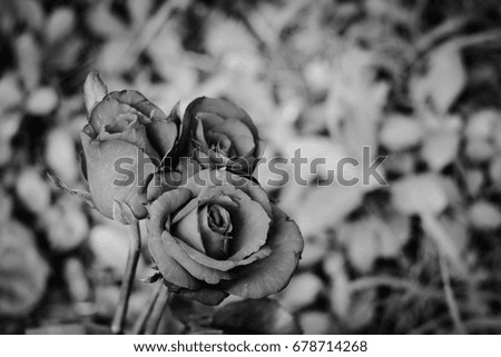 Close-up roses in garden and converted picture to black and white tone