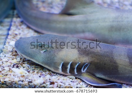 Close up ofCat Shark, Black Banded (Chiloscyllium punctatum)