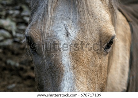 A close headshot of a female horse