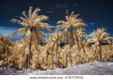 Tropical Tree Coconut tree infrared photography