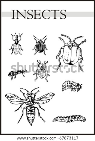 black and white bugs