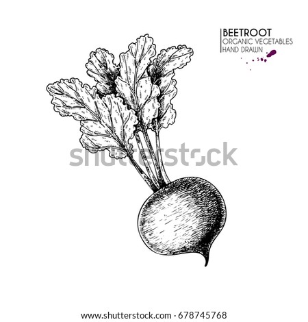 Vector hand drawn set of farm vegetables. Isolated beetroot. Engraved art. Organic sketched vegetarian objects. Use for restaurant, menu, grocery, market, store, party, meal Royalty-Free Stock Photo #678745768