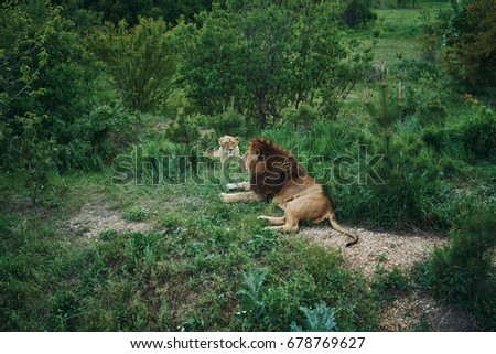 Wild animals, wildlife, lions resting in the grass in a zoo in nature.