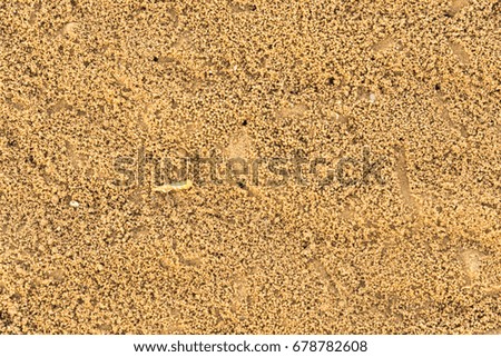 Sand beach background. Sea shells on sand. Summer beach background. Top view