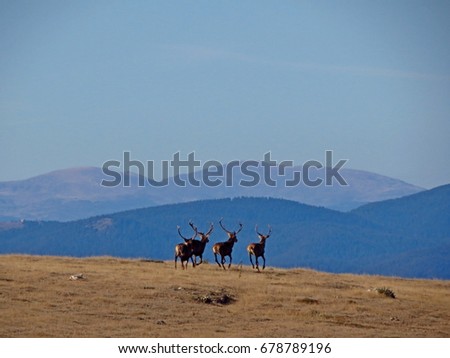 A herd of red deer (Cervus elaphus) stags with Rila mountain in the distance behind, Rhodope mountains, Bulgaria.