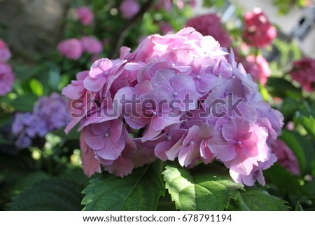 Closeup picture of a bunch of hydrangea 
