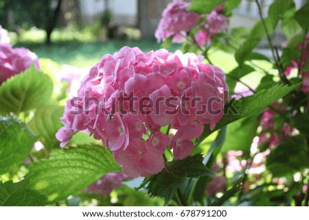 Closeup picture of a bunch of hydrangea 