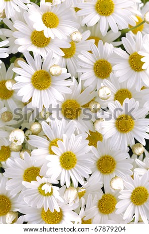 Daisy flower texture
