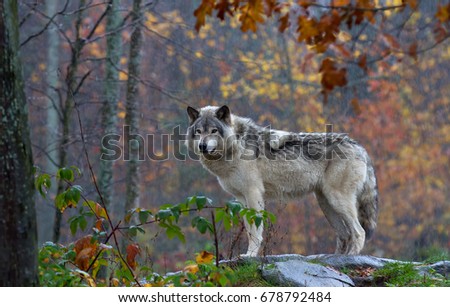 A lone Timber wolf or Grey Wolf (Canis lupus) on top of a rock looks back on an autumn rainy day in Canada