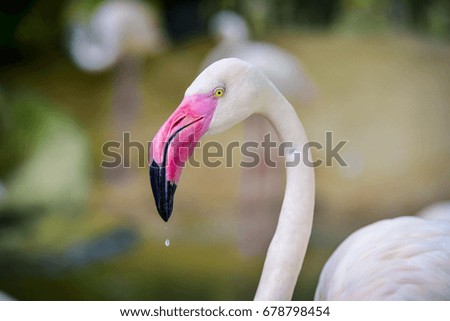 Close up flamingo bird face in the zoo.