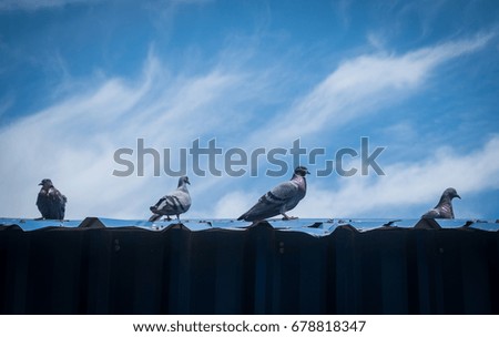 Pigeons stand on the roof with clear blue sky. Each one turn into different directions where able to compare with business that any successful need everyone focus to the same target.