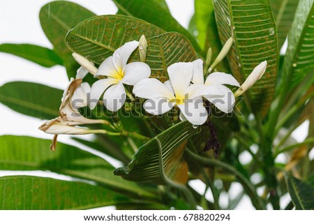 plumeria flower on tree