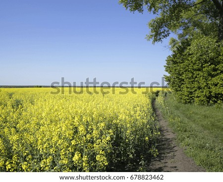  Colorful flowering trees in the spring photo for micro-stock