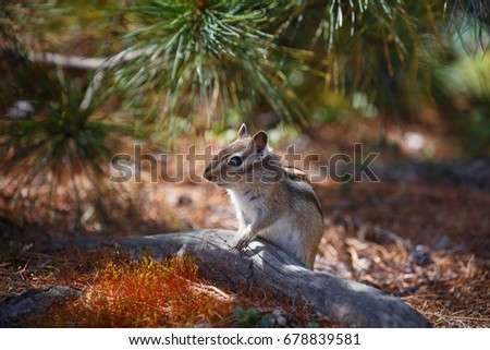 Chipmunk sits near the tree trunk in a small clearing in the background of coniferous branches
