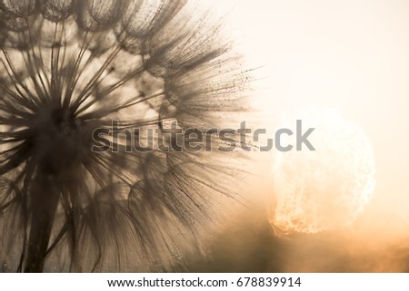 Beautiful shiny dew drops on a dandelion seed. Close-up macro. Sparkling bokeh. Water drops on a parachutes dandelion on a beautiful blue background. Soft dreamy tender artistic image