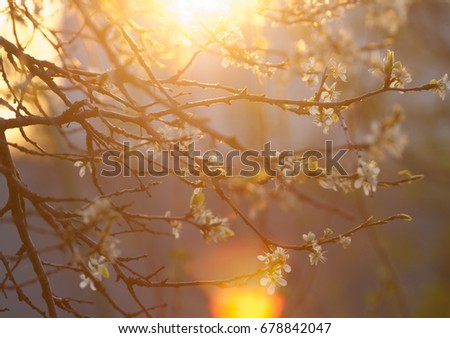 apple flowers. spring flowers. Soft image of a blossoming tree
