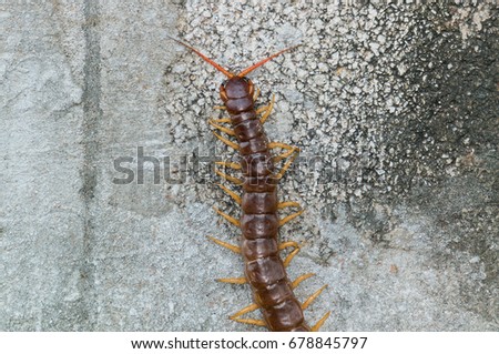 a centipede on wall block