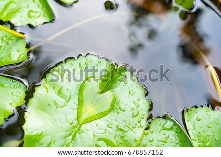 Heart Shape Water Drop on Lotus Leaf