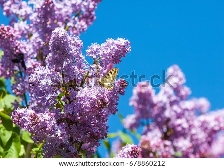 Spring. lilac flowers. Bunch of lilac flowers over white background with sample text. Spring flower, twig purple lilac. Syringa vulgaris.