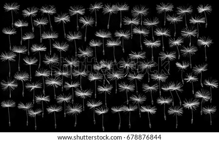 Dandelion seeds macro parachute ballet nature background