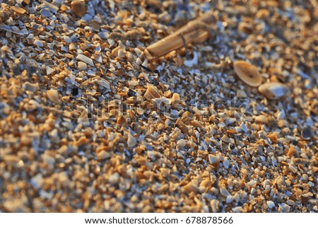 Broken seashells texture on beach at sunset. Picture with low focus