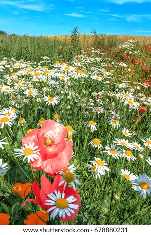 Wild Flower Meadow with red poppy and white daisies