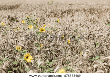 Sunflower and wheat; Sunflowers in the field of wheat; Fields of wheat and sunflowers