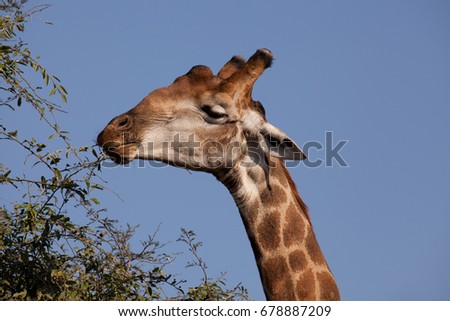 One of the most graceful creatures to walk the earth.The giraffe, a mammal, the tallest animal in the world, 18 feet; weight: Up to 3000 pounds