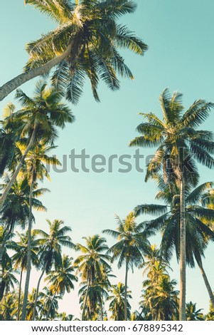 Coconut palm trees on sky background.    Toned image