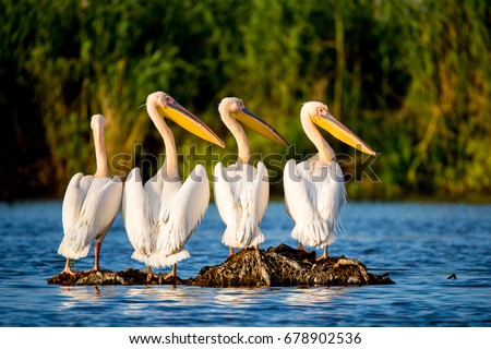 Pelican colony in Danube Delta Romania Royalty-Free Stock Photo #678902536