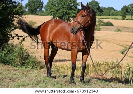 brown horse is standing in a corn field