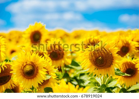 Sunflowers in full bloom dancing in the wind. Flowering sunflowers. Sunflowers field. Agricultural production.