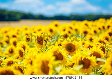 Sunflowers on the field against a cloudy sky