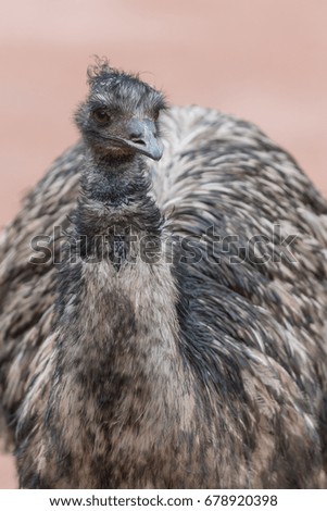 Big Emu bird.