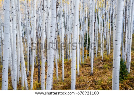 Grove of aspen trees in the Rocky mountains of Colorado Royalty-Free Stock Photo #678921100