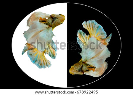 Capture the moving moment of yellow betta fish, fighting fish, Siamese fighting fish isolated on black and white background, Pla-kad biting fish Thai, clipping path included