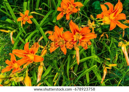 View of field orange lilies Lilium Bulbiferum