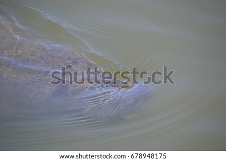 Manatee swimming just below the waters surface