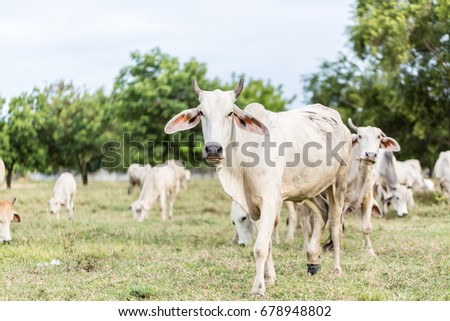 Cow and Ox are eating grass in the field
