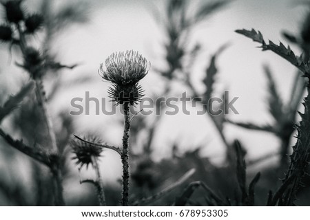 Dark gloomy background with a thistle. Black and white photo
